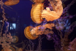 Lovely sea-jellies IV