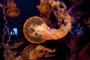 Lovely sea-jellies IV