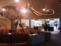 Full mammoth skeleton