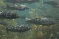 fishies 5