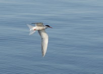 tern, III