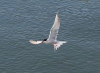 tern, II