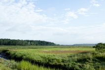 Salt Marshes, I