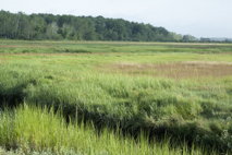 Salt Marshes, II