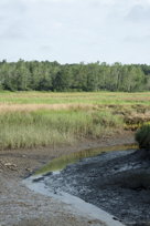 Salt Marshes, III