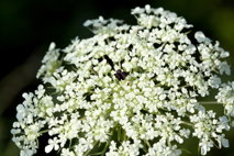 Queen Anne’s Lace