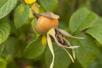 Rose hip