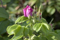 Rose bud, I