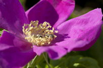 Rose with bee, I