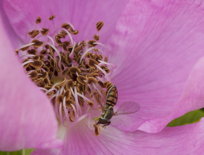 Rose with bee, II