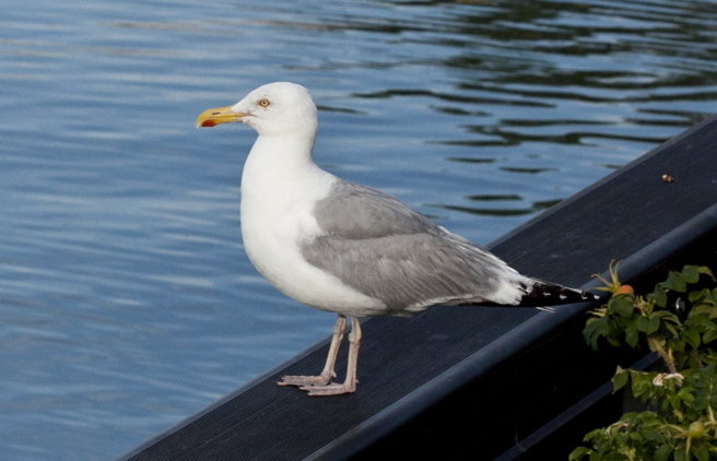 Seagull