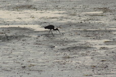 Glossy ibis