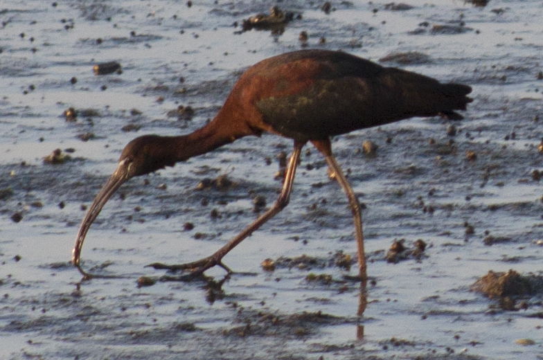 Glossy ibis