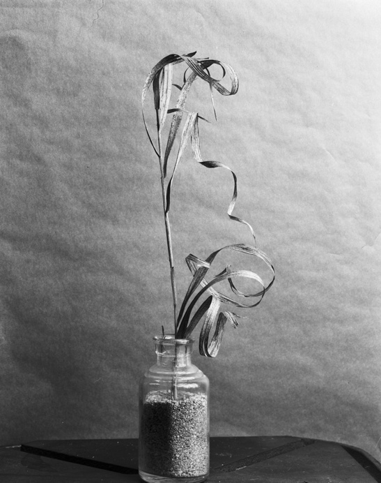 Dead grass in a vial