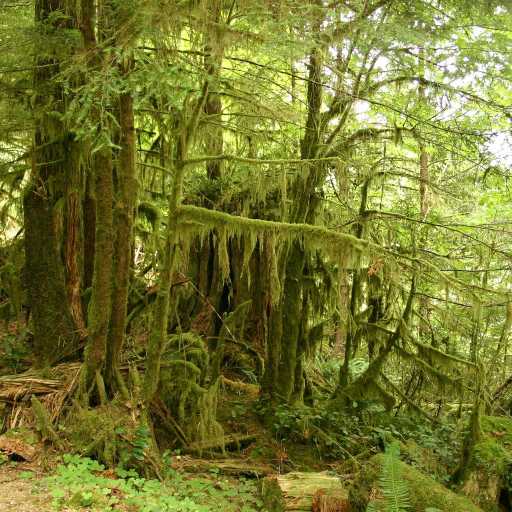 In the Kalaloch woods