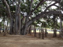 banyan