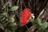 Lehua blossom