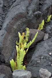“Lava creates and lava destroys” Life out of destruction