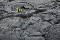 Pāhoehoe lava up close, I
