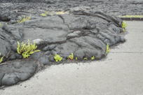 Lava has stopped, with its the edge on the highway