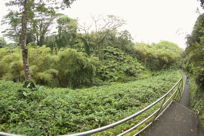 Fisheye view of trail, I