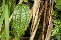 Quilted leaf