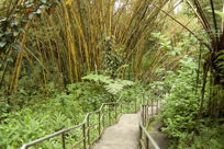 path in jungle