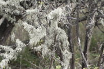 tropical lichen