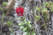 Lehua blossom