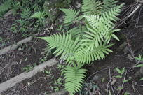 Fern