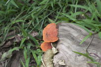 Tree fungus