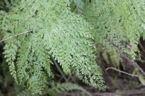 Fern