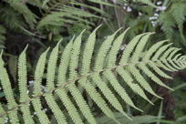 Fern