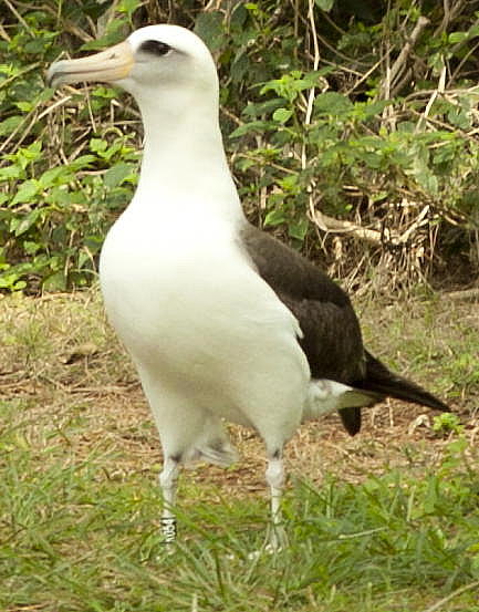 Albatross