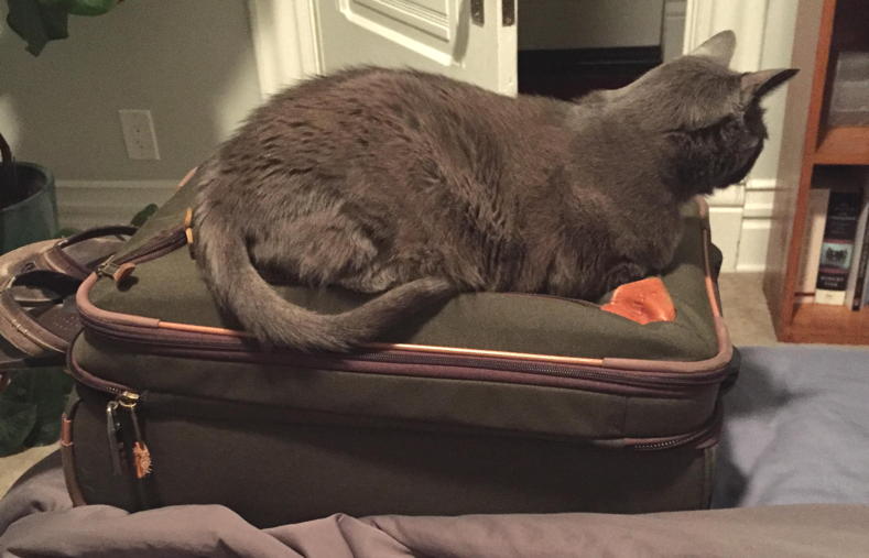 gray cat relaxing on brown suitcase