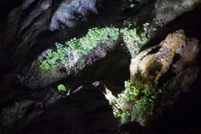 flowers in the cave