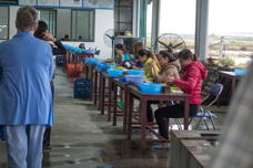 A line of oyster-workers