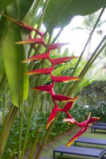 vegetation on second story