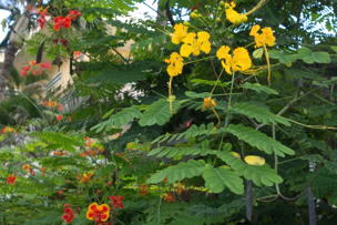 pretty little flowers