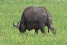 a water buffalo!