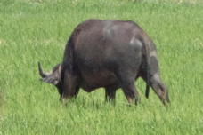 water bufflo grazing (10 November) a water buffalo!
