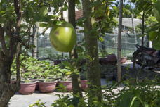 A shiny spherical fruit the size of a grapefruit