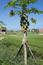 Papayas at the top of a spindly trunk