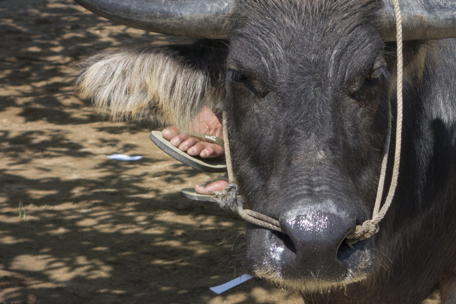 Big closeup photo of the water buffalo\’s head
