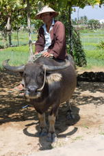 man riding a water buffalo, side-saddle