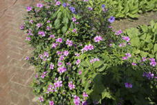 pink flowers, glossy little leaves