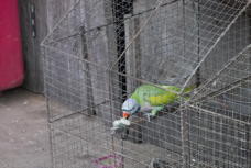 parrot in a cage