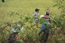 blurry view of harvest