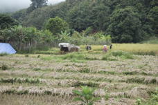 people in the distance, field mostly cleared