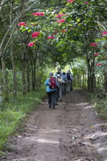 a Poinsettia forest, so to speak